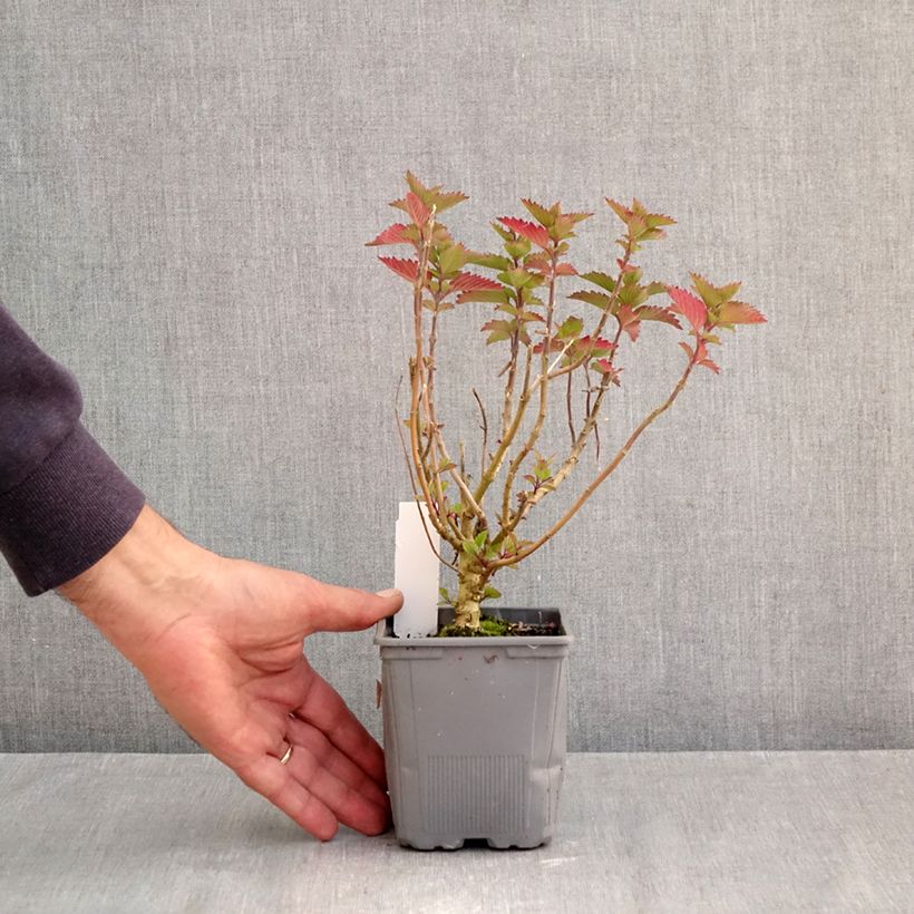 Amostra de Caryopteris clandonnensis Pavilion Pink Vaso de 8/9 cm tal como entregue no outono