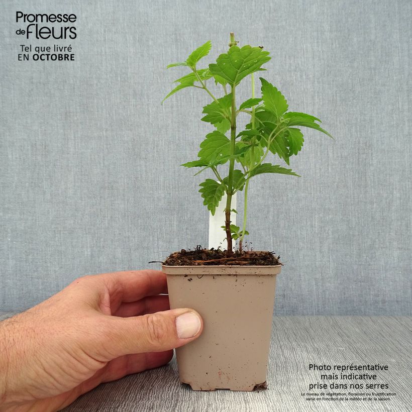 Amostra de Caryopteris divaricata Vaso de 8/9 cm tal como entregue no outono