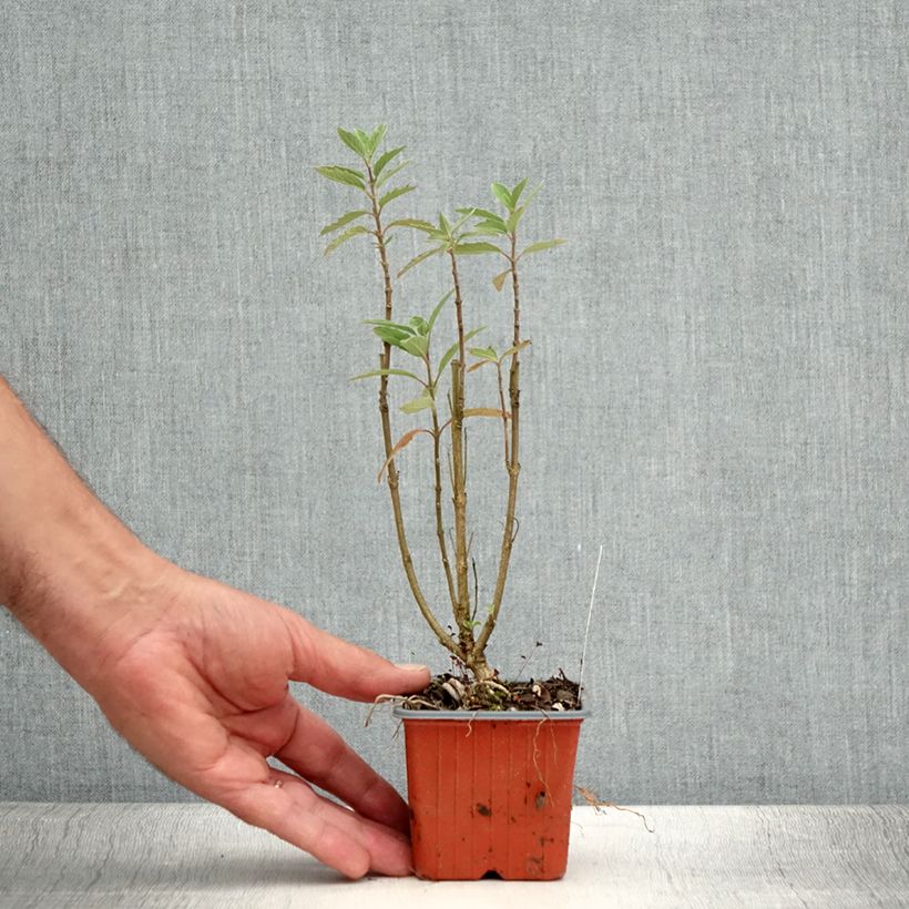 Amostra de Caryopteris Grand Bleu Vaso de 8/9 cm tal como entregue no verão