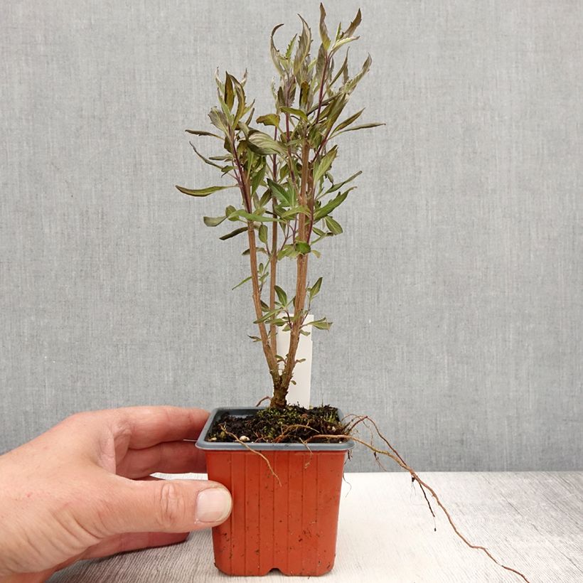 Amostra de Caryopteris Grand Bleu Vaso de 8/9 cm tal como entregue na primavera