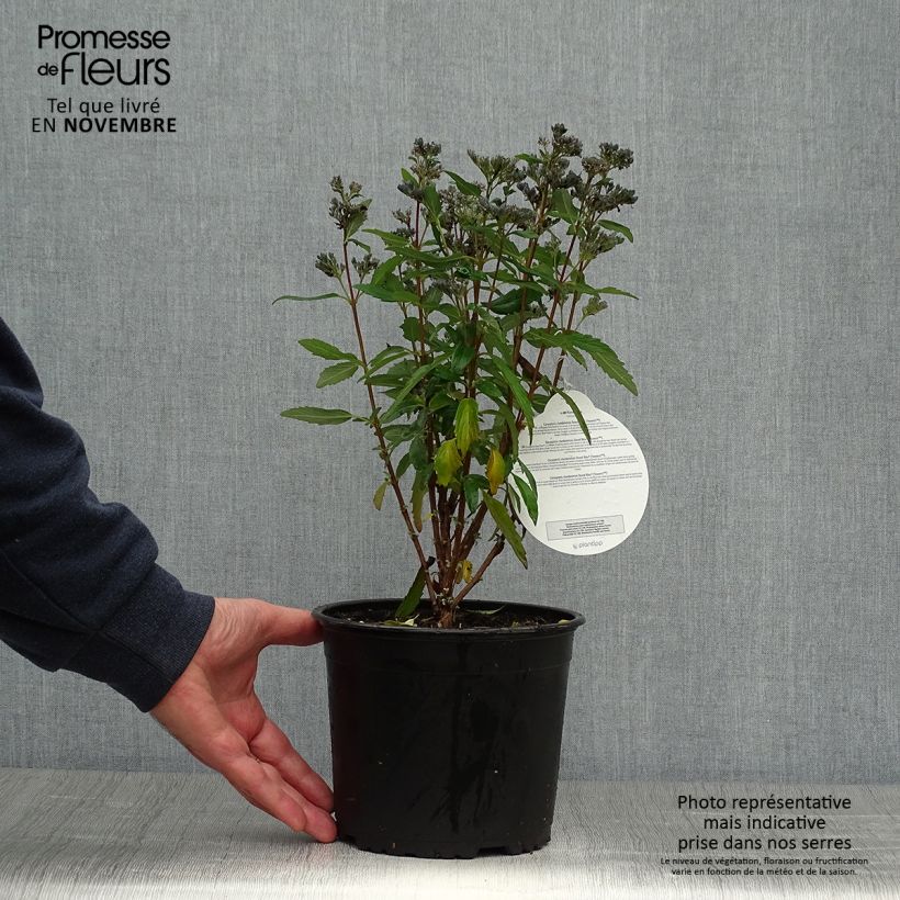 Amostra de Caryopteris Grand Bleu Vaso de 2 L/3 L tal como entregue no outono
