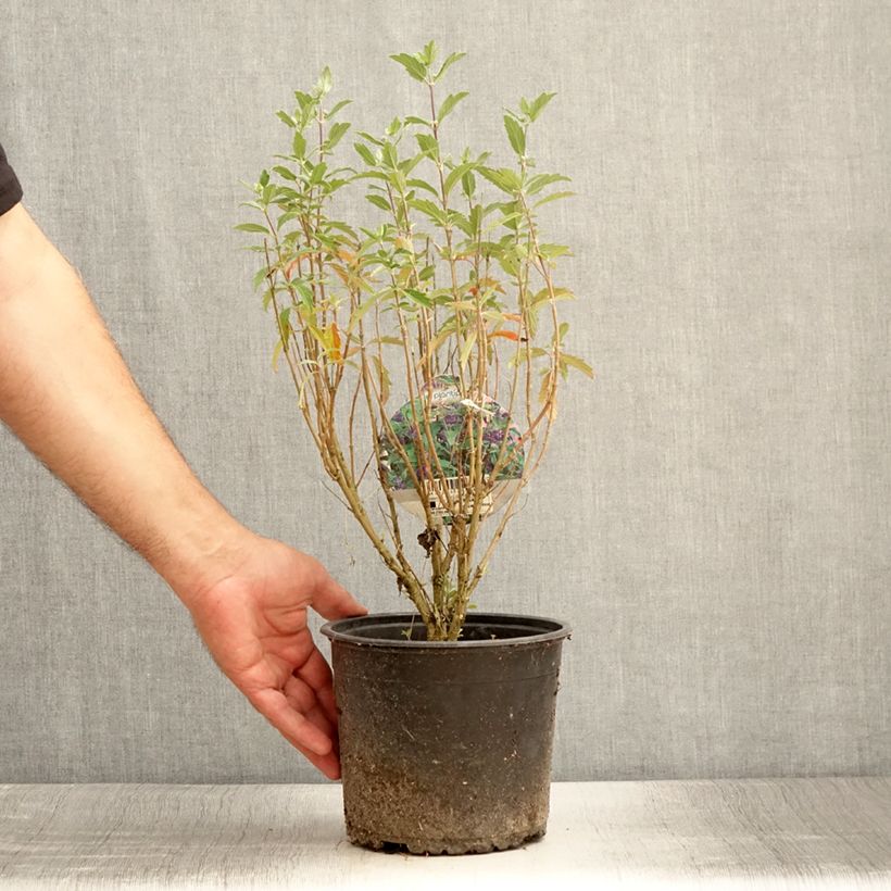 Amostra de Caryopteris Grand Bleu Vaso de 2 L/3 L tal como entregue no verão