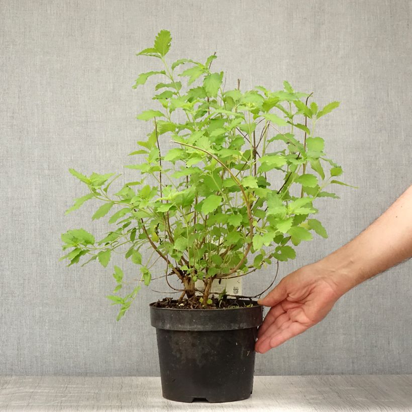 Amostra de Caryopteris Hint of Gold Vaso de 3 L/4 L tal como entregue no verão