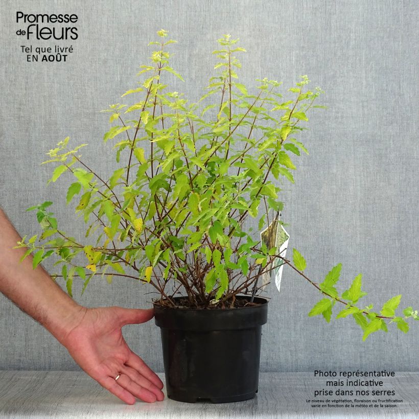 Amostra de Caryopteris incana Sunny Blue Vaso de 2 L/3 L tal como entregue no verão