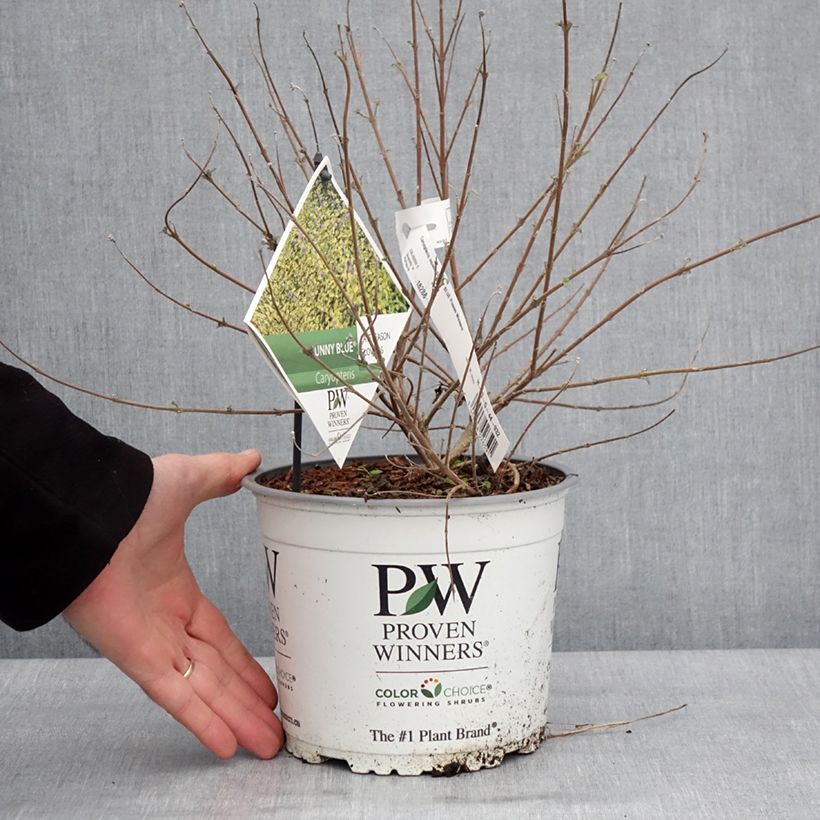 Amostra de Caryopteris incana Sunny Blue Vaso de 2 L/3 L tal como entregue no inverno