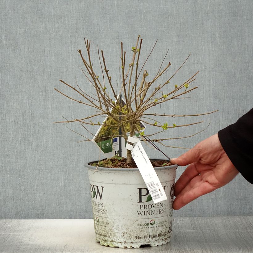 Amostra de Caryopteris incana Sunny Blue Vaso de 2 L/3 L tal como entregue na primavera