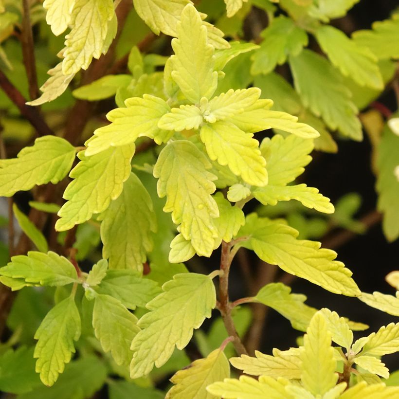 Caryopteris incana Sunny Blue (Folhagem)