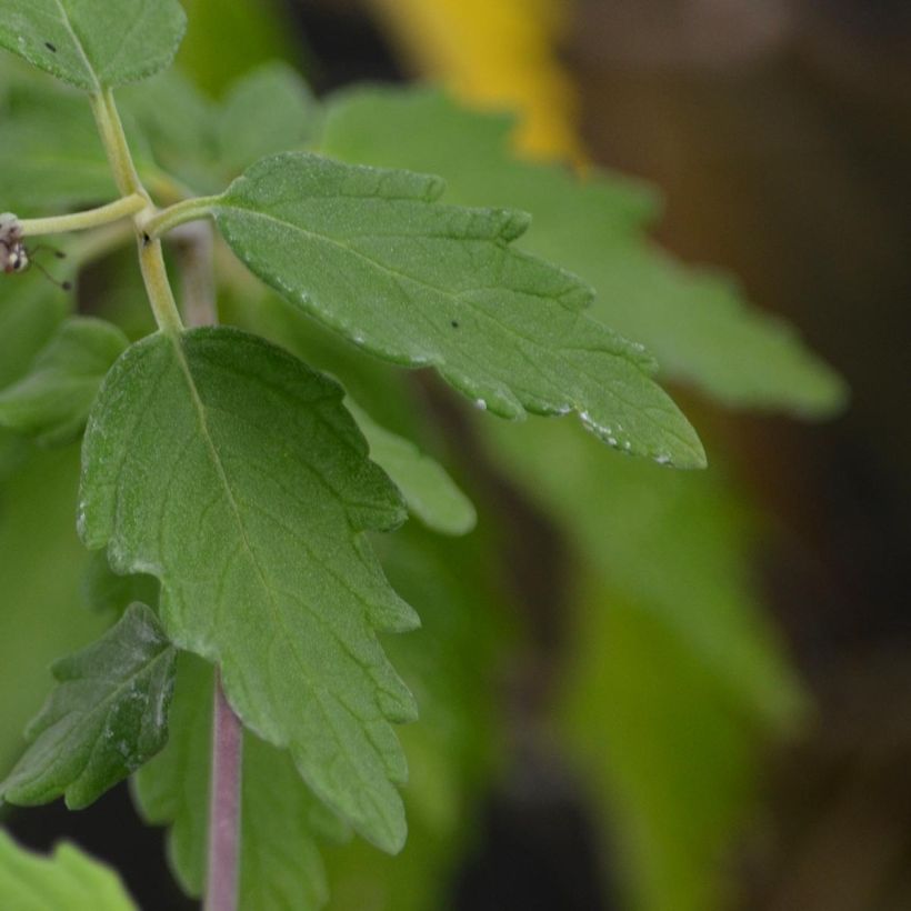 Caryopteris incana Sunshine Blue (Folhagem)
