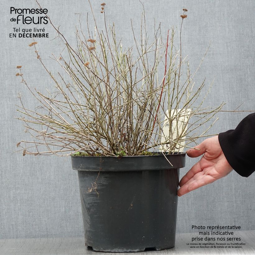 Amostra de Caryopteris incana Sunshine Blue Vaso de 7,5 L/10 L tal como entregue no outono