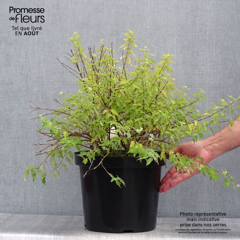 Amostra de Caryopteris incana Sunshine Blue Vaso de 7,5 L/10 L tal como entregue no verão