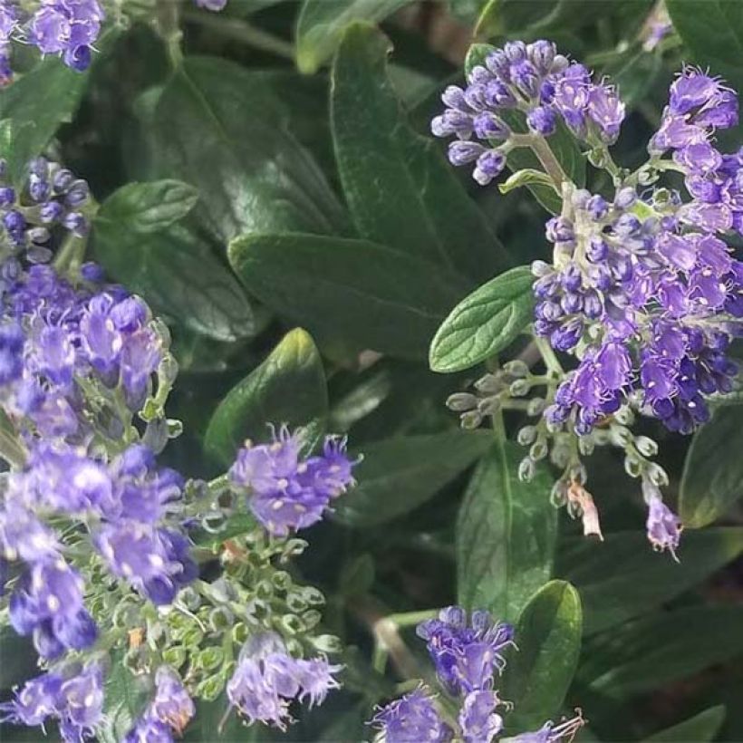 Caryopteris Petit Bleu (Folhagem)