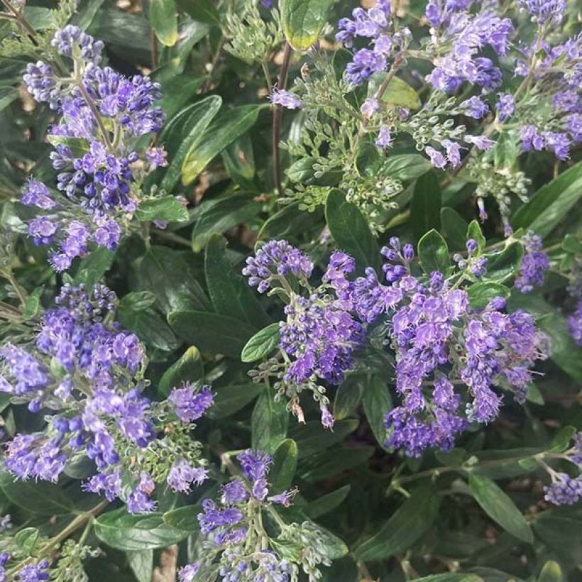 Caryopteris Petit Bleu (Floração)