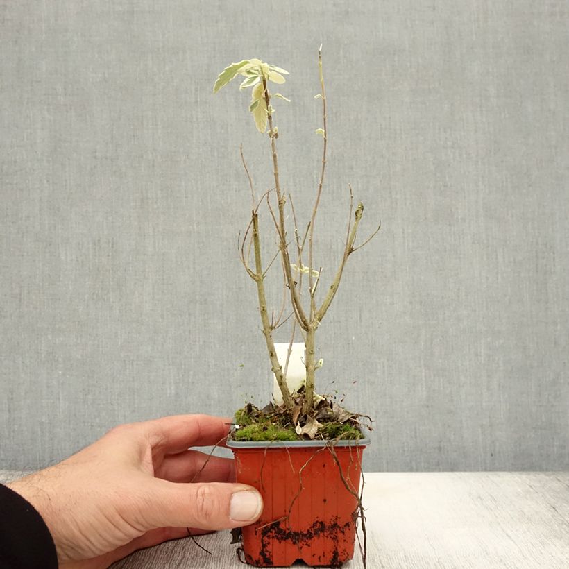 Amostra de Caryopteris White Surprise Vaso de 8/9 cm tal como entregue no outono