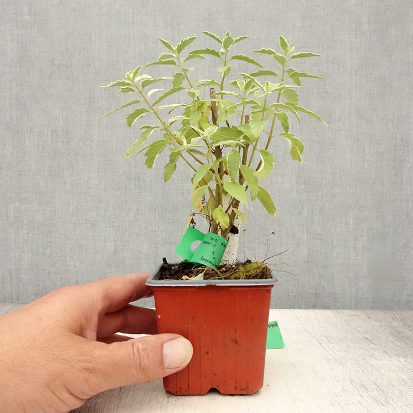 Amostra de Caryopteris White Surprise Vaso de 8/9 cm tal como entregue no verão