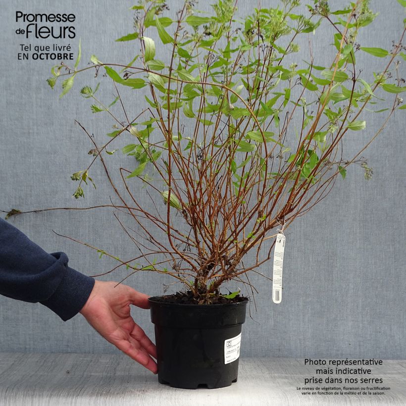 Amostra de Caryopteris Worcester Gold Vaso de 2 L/3 L tal como entregue no outono