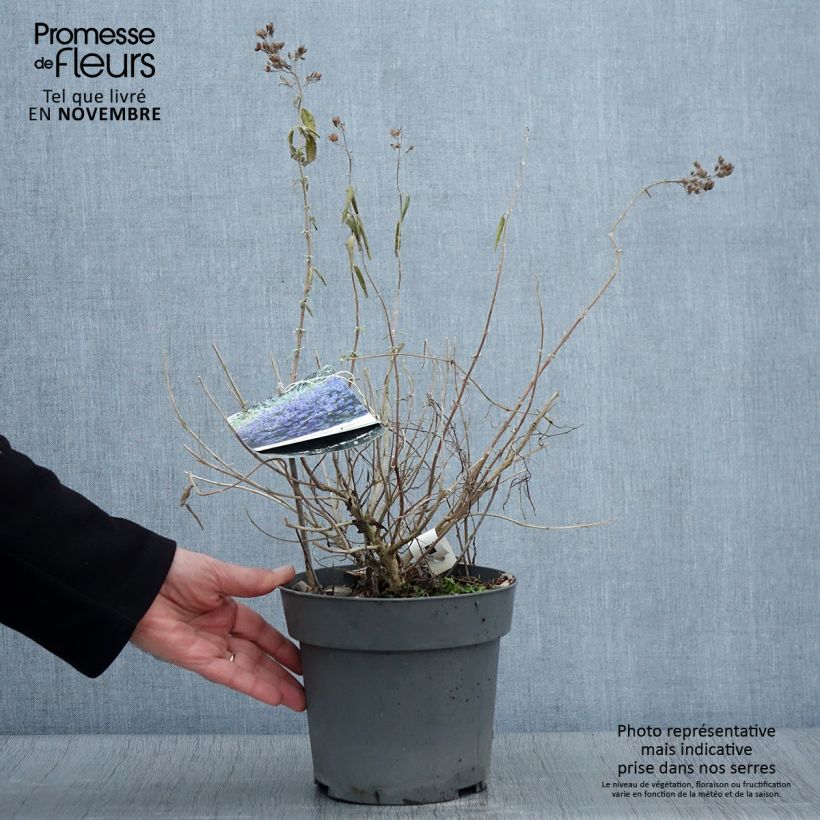 Amostra de Caryopteris clandonensis Blauer Spatz (Oiseau Bleu) Vaso de 3 L/4 L tal como entregue no outono