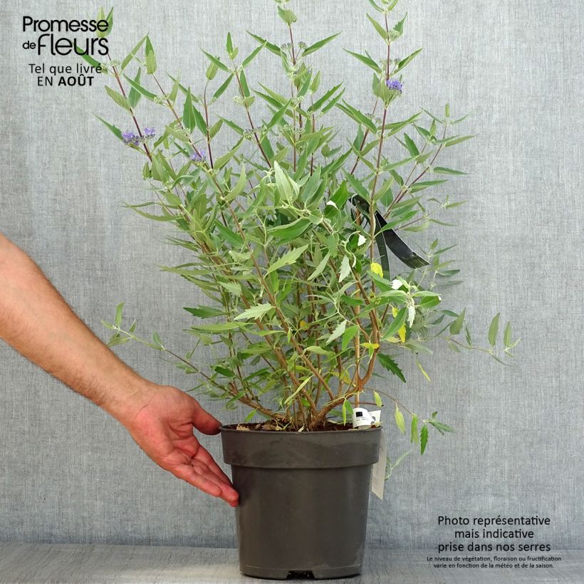 Amostra de Caryopteris clandonensis Blauer Spatz (Oiseau Bleu) Vaso de 3 L/4 L tal como entregue no verão