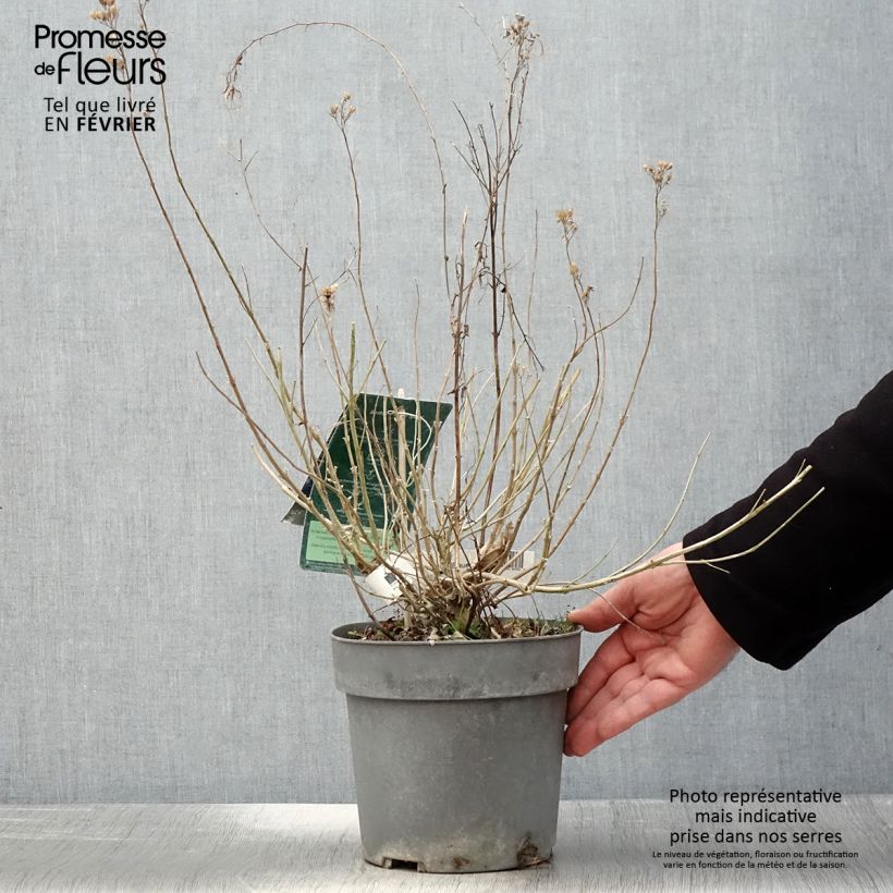 Amostra de Caryopteris x clandonensis Blauer Spatz (Oiseau Bleu) Vaso de 3 L/4 L tal como entregue no inverno