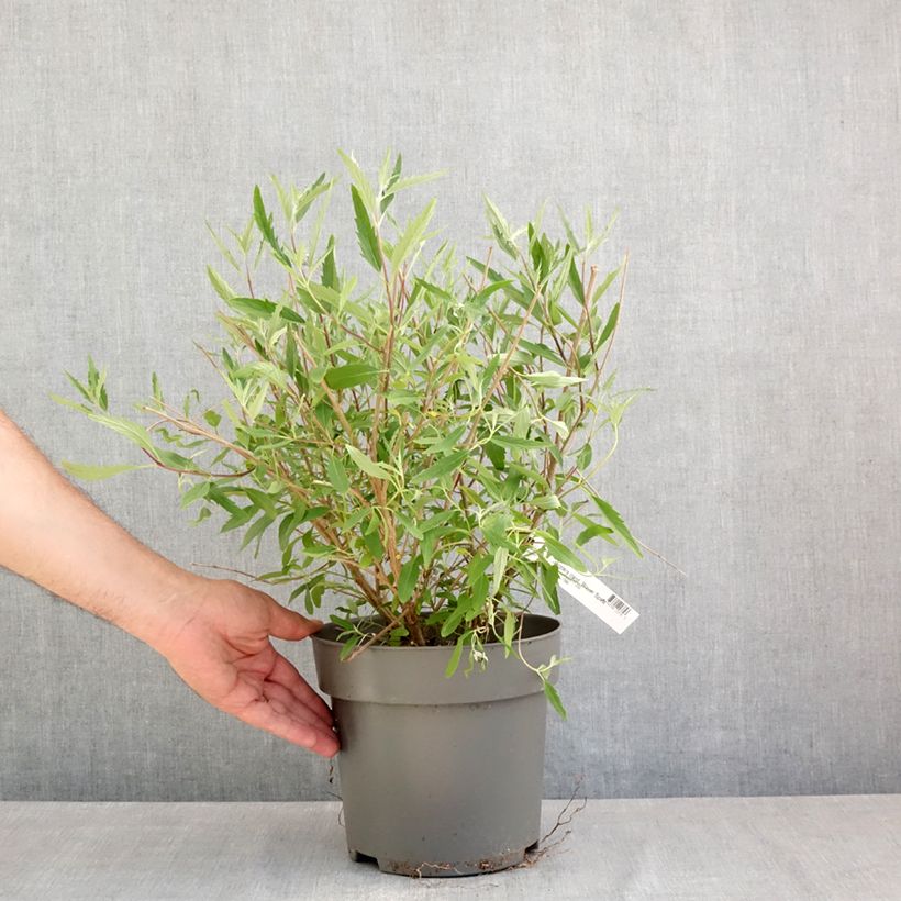 Amostra de Caryopteris clandonensis Blauer Spatz (Oiseau Bleu) Vaso de 3 L/4 L tal como entregue na primavera