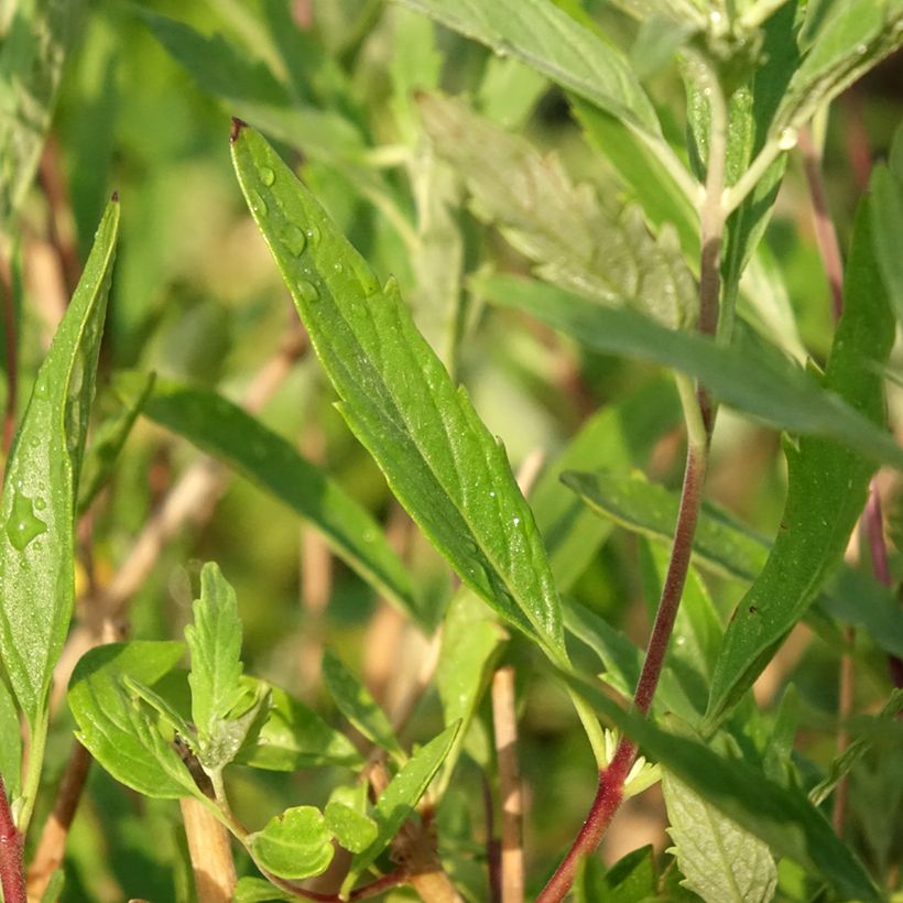 Caryopteris clandonensis Blauer Spatz (Oiseau Bleu) (Folhagem)