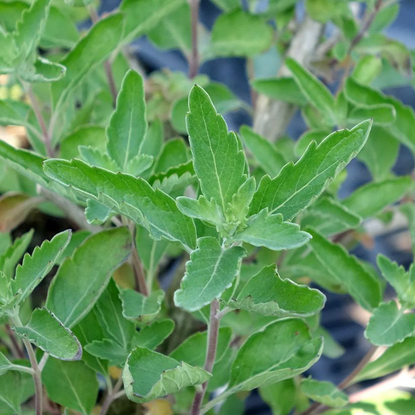 Caryopteris clandonensis Blue Fountain (Folhagem)