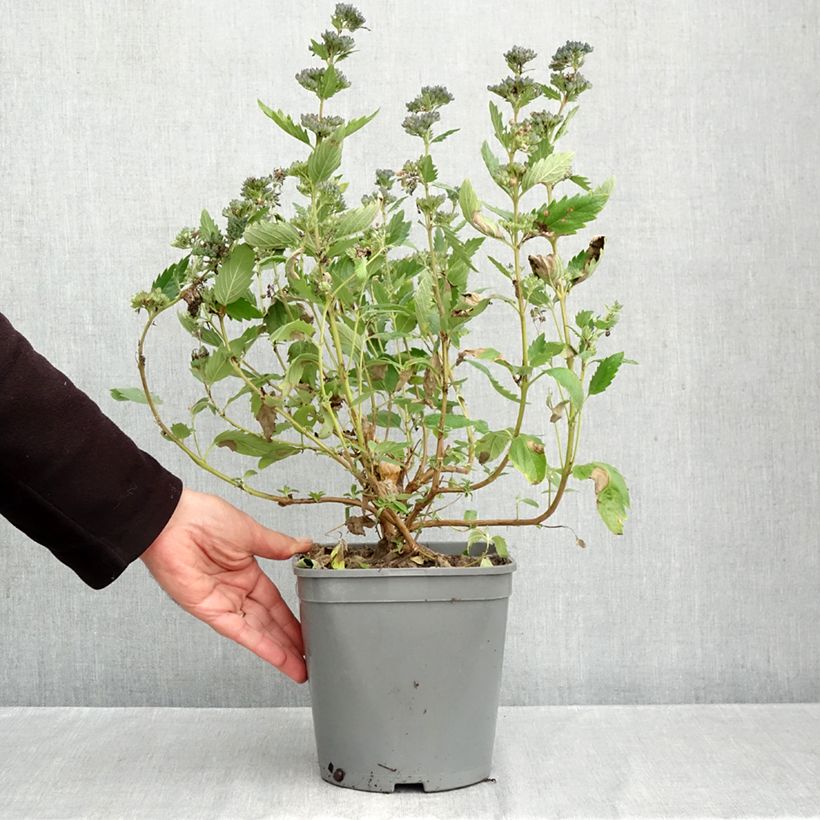 Amostra de Caryopteris clandonensis Blue Fountain Vaso de 3 L/4 L tal como entregue no outono