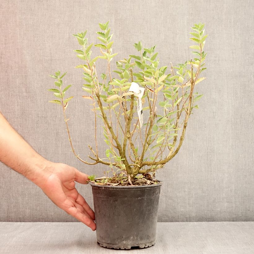 Amostra de Caryopteris clandonensis Blue Fountain Vaso de 3 L/4 L tal como entregue no verão