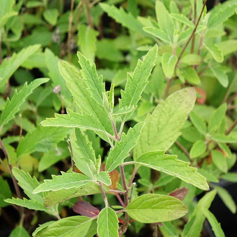Caryopteris clandonensis Camara Dark Blue (Folhagem)
