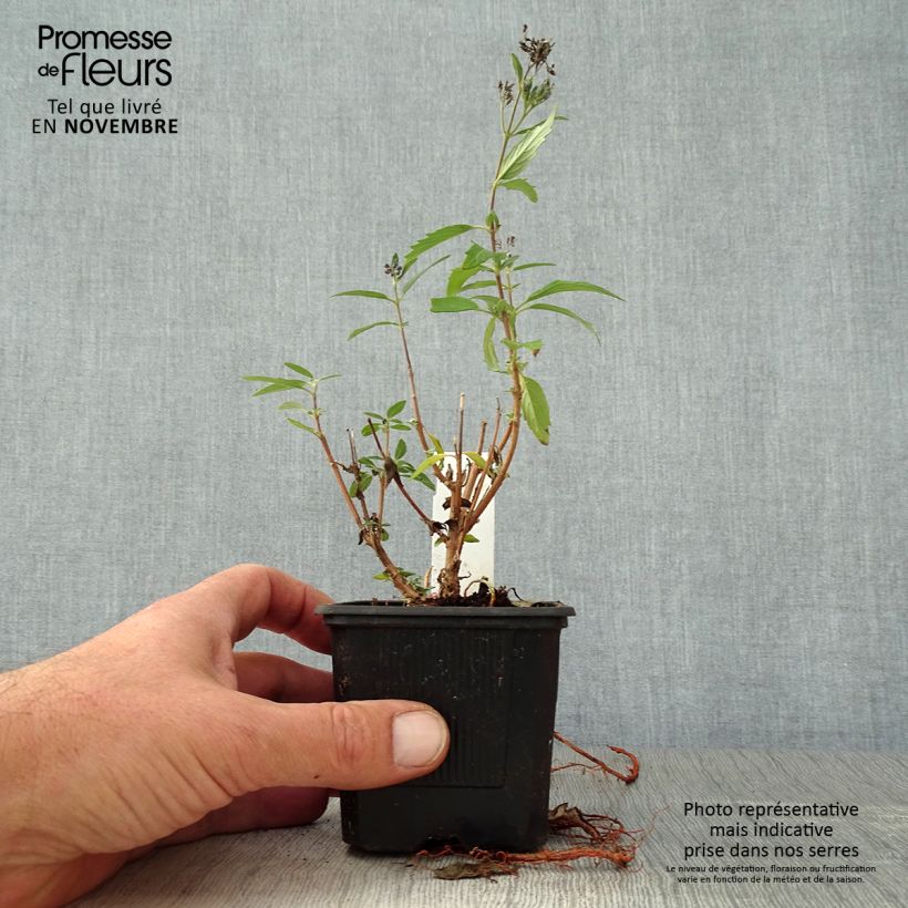 Amostra de Caryopteris x clandonensis Camara Dark Blue - Spirée bleue Godet de 8/9 cm tal como entregue no outono