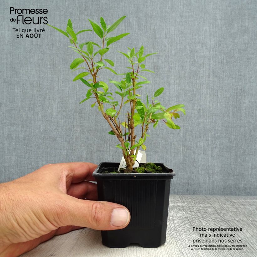 Amostra de Caryopteris clandonensis Camara Dark Blue Vaso de 8/9 cm tal como entregue no verão
