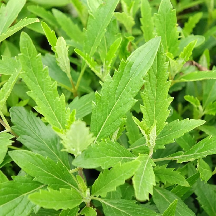 Caryopteris clandonensis Camara Pink (Folhagem)