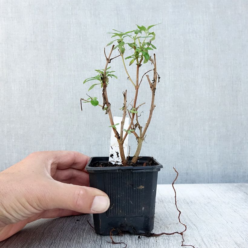 Amostra de Caryopteris clandonensis Camara Pink Vaso de 8/9 cm tal como entregue no outono