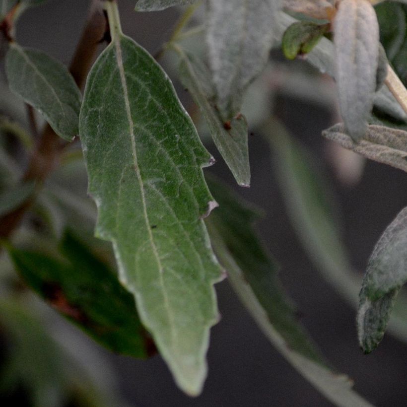 Caryopteris clandonensis Heavenly Blue (Folhagem)