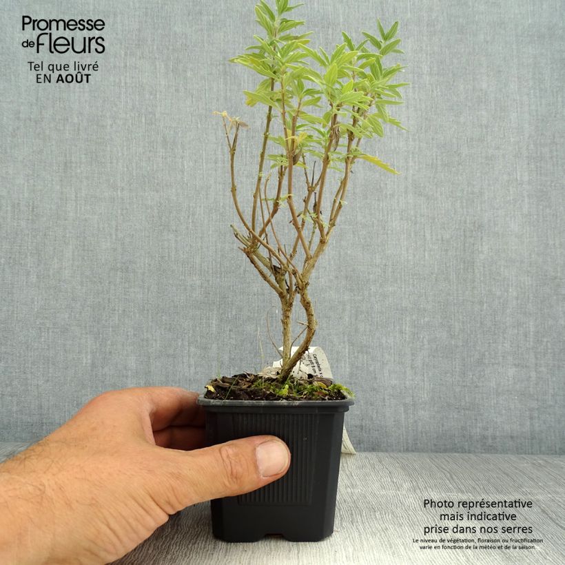 Amostra de Caryopteris clandonnensis Pavilion Pink Vaso de 8/9 cm tal como entregue no verão