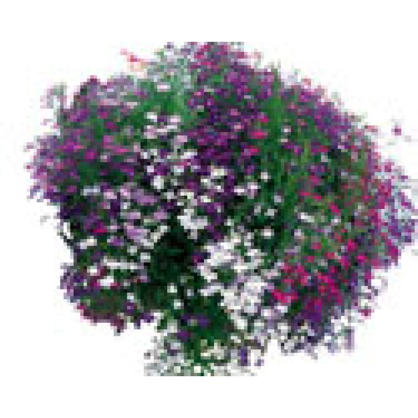 Coleção Cascata de Lobélias (Hábito)