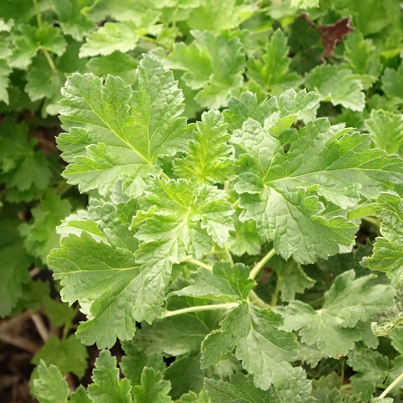 Groseta josta, Jostaberry Jodeli ConfiBerry (Folhagem)