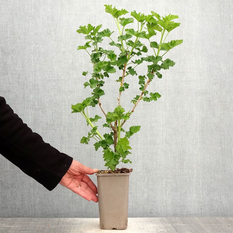 Amostra de Groseta josta, Jostaberry Jodeli ConfiBerry Vaso de 1,5 L/2 L, Arbusto tal como entregue na primavera