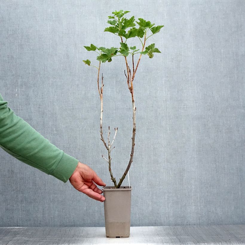 Amostra de Groseta josta, Jostaberry ConfiBerry Vaso de 1,5 L/2 L, Arbusto tal como entregue no verão