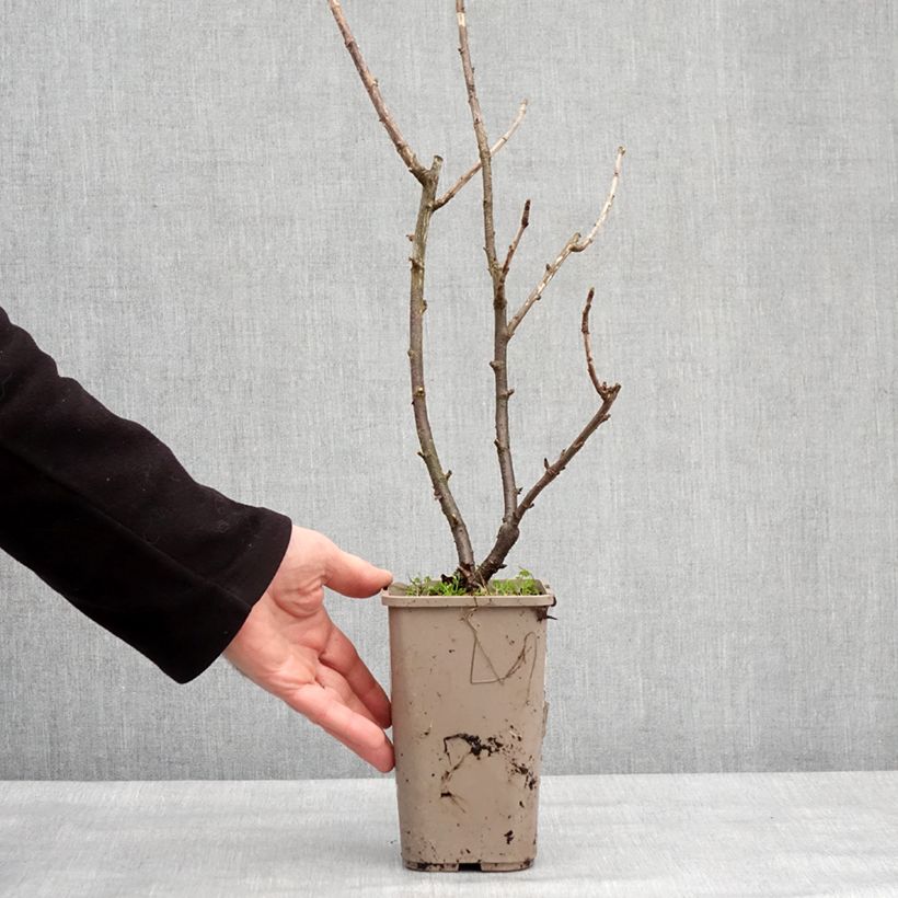 Amostra de Caseille ConfiBerry Jofruti Vaso de 1,5 L/2 L, Arbusto tal como entregue no inverno