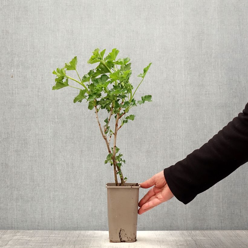 Amostra de Groseta josta, Jostaberry ConfiBerry Vaso de 1,5 L/2 L, Arbusto tal como entregue na primavera