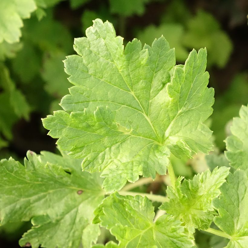 Groseta josta, Jostaberry ConfiBerry Jogusto (Folhagem)