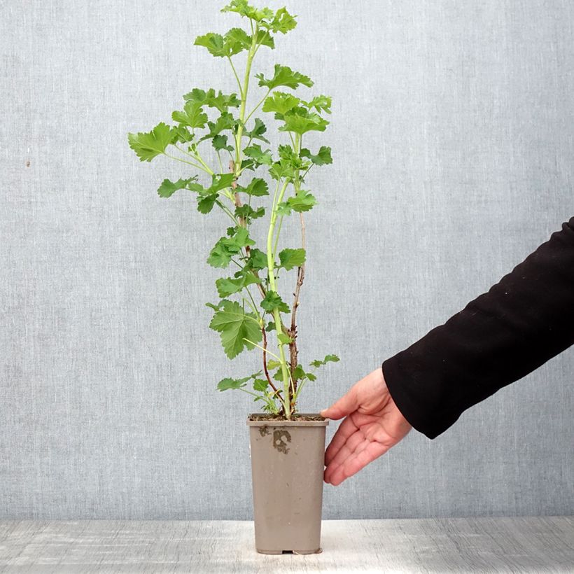 Amostra de Groseta josta, Jostaberry ConfiBerry Jogusto Vaso de 1,5 L/2 L, Arbusto tal como entregue na primavera