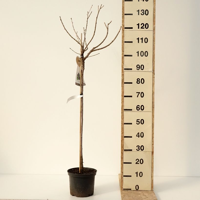 Amostra de Casseiller Jostaberry - Ribes x nidigrolaria Vaso de 4 L/5 L, Meia haste tal como entregue no inverno