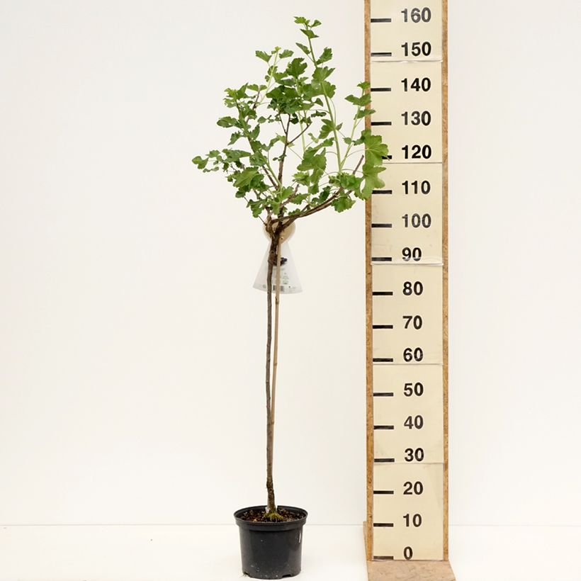 Amostra de Groseta josta, Jostaberry Vaso de 4 L/5 L, Meia haste tal como entregue na primavera