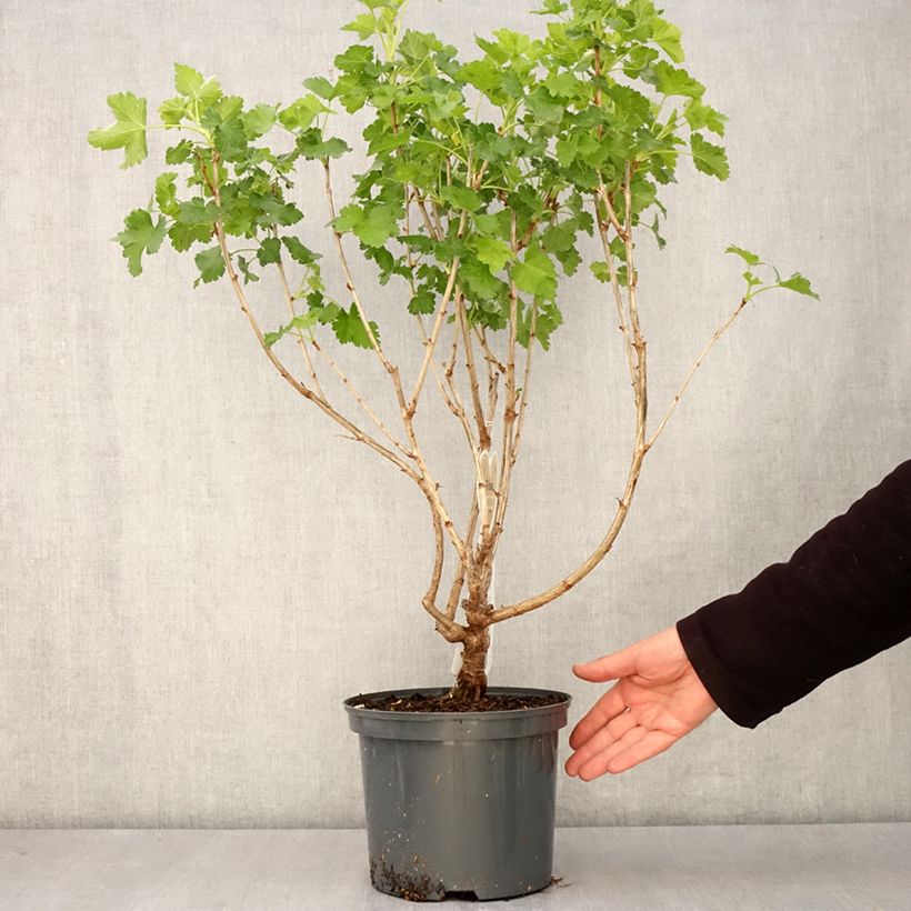 Amostra de Groseta josta, Jostaberry Vaso de 4 L/5 L tal como entregue na primavera