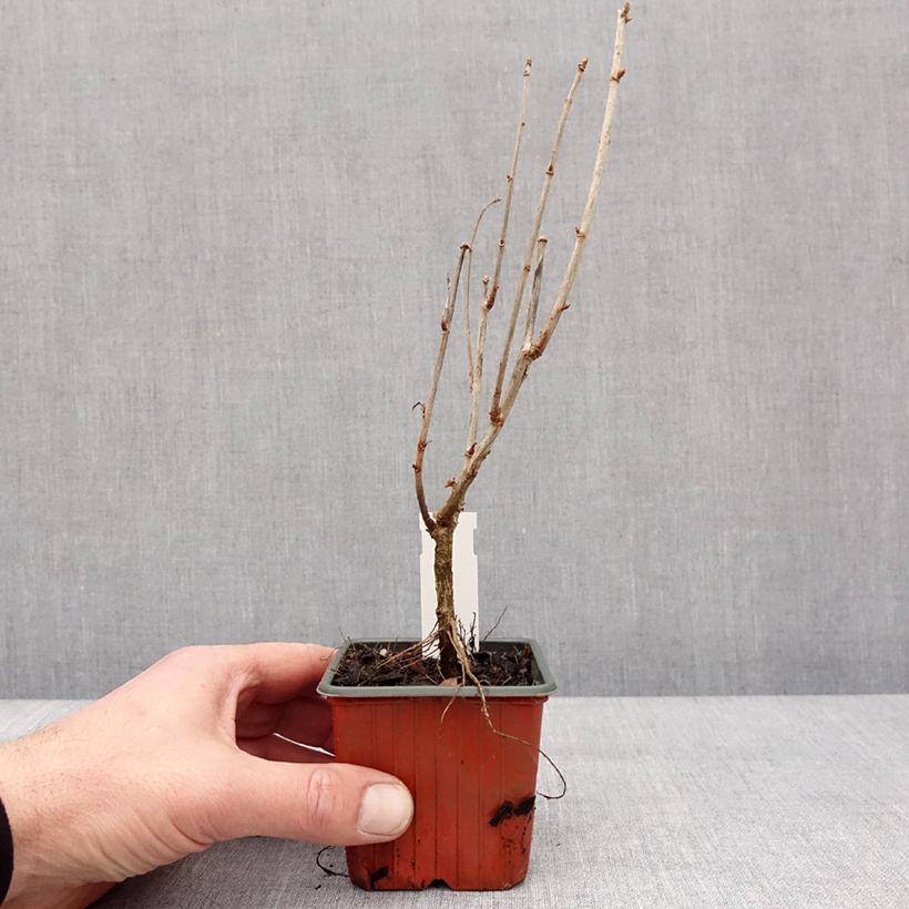 Amostra de Casseiller Jostaberry - Ribes x nidigrolaria Vaso de 8/9 cm tal como entregue no inverno