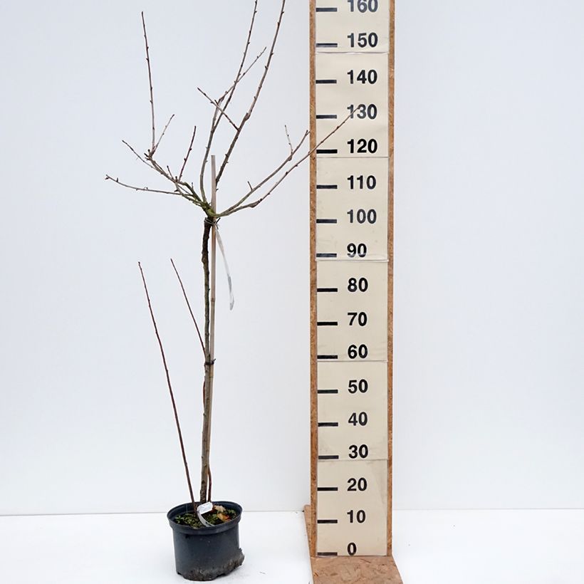 Amostra de Groseta josta, Jostaberry Vaso de 4 L/5 L, Meia haste tal como entregue no outono