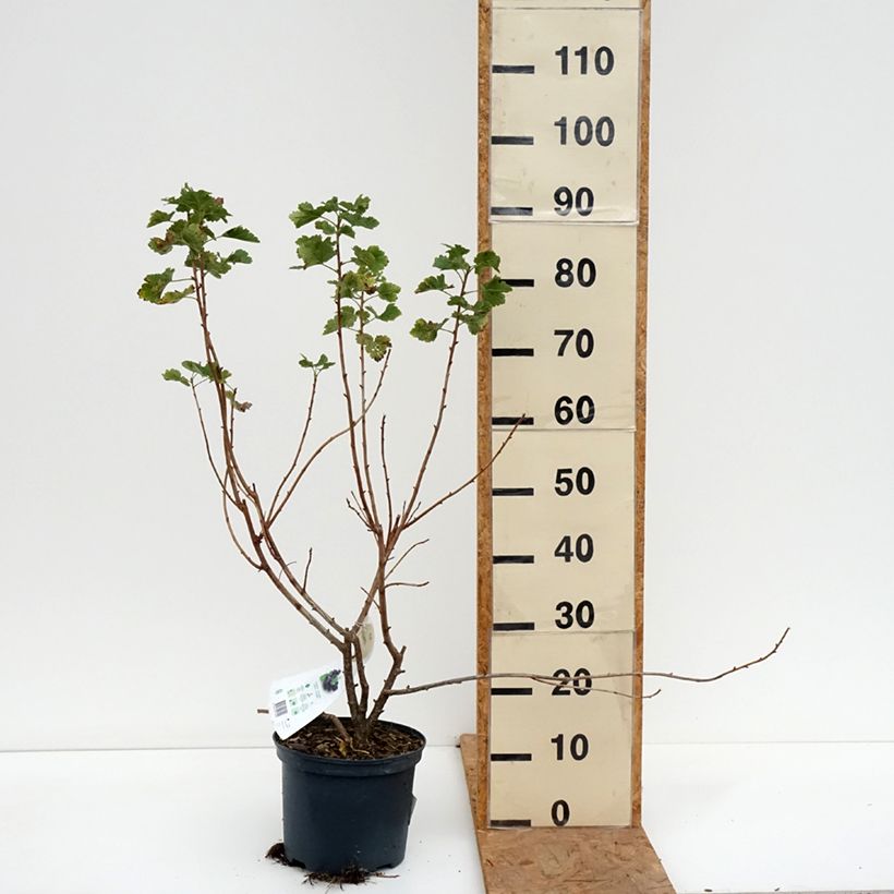 Amostra de Groseta josta, Jostaberry Vaso de 4 L/5 L tal como entregue no outono