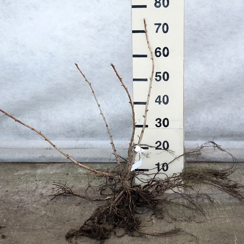 Amostra de Casseiller Jostaberry - Ribes x nidigrolaria Raízes nuas, Arbusto tal como entregue no inverno