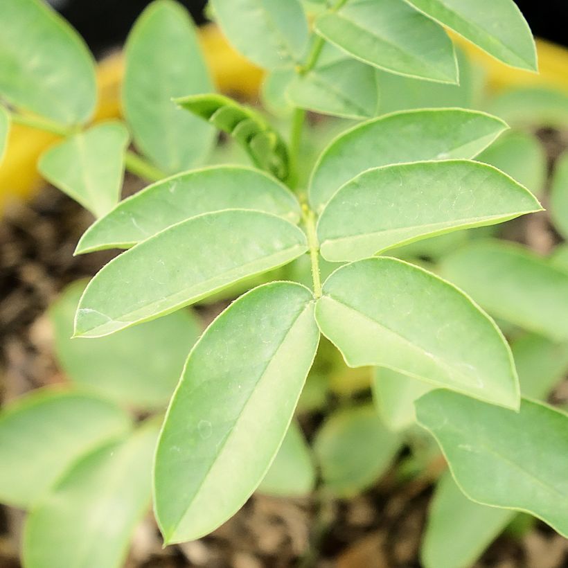 Senna corymbosa (Folhagem)